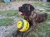 cane corso brindle